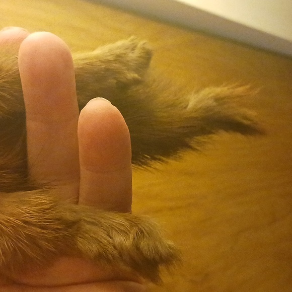 MINK SCARF, 2 MINKS ATTACHED - Picture 3 of 3